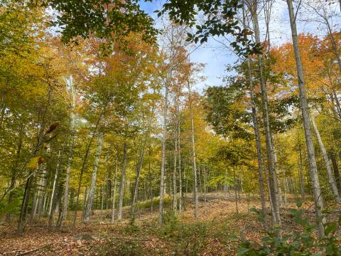 fall foliage in a forest