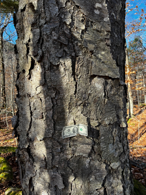 Yellow Birch with plate-like bark