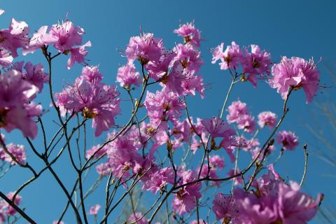 Flowers on a shrub