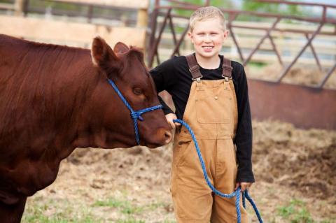 A boy and a calf.