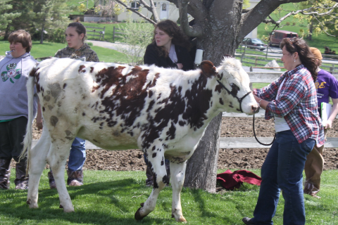 showing dairy