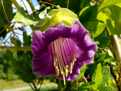 vine flower