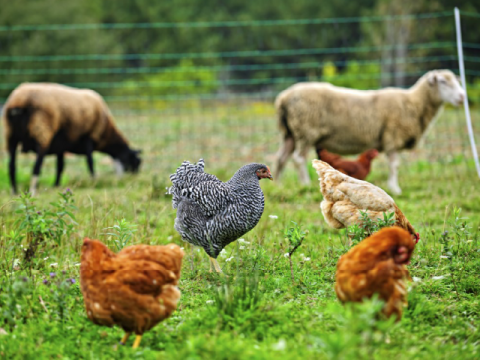 Little funny baby goat jumping in the field with flowers. Farm animals.  Stock Photo