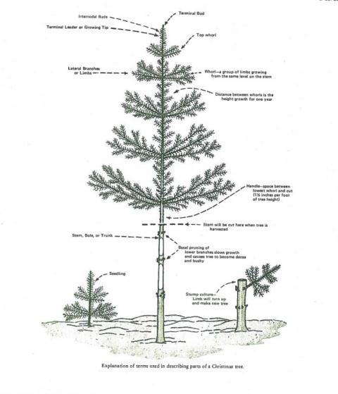 Trim a store tree christmas tree