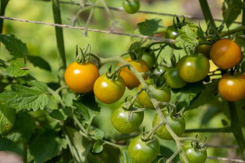 Cherry tomatoes