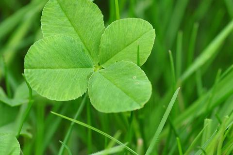 Picture of a four leaf clover.