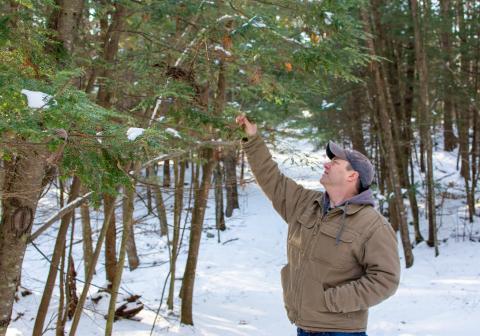 Greg Jordan, Rockingham County Forester examining tree needles