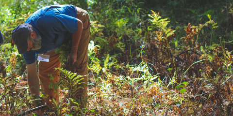 Pulling Invasive Plants