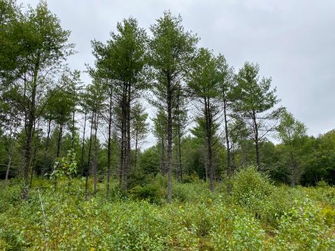 low density white pine