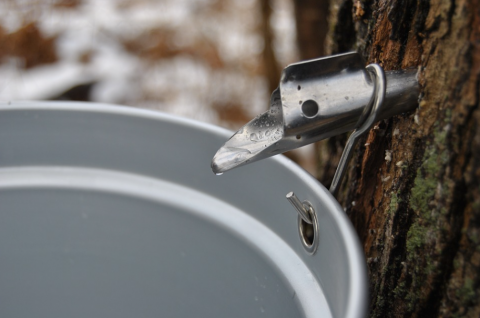 maple bucket on tree