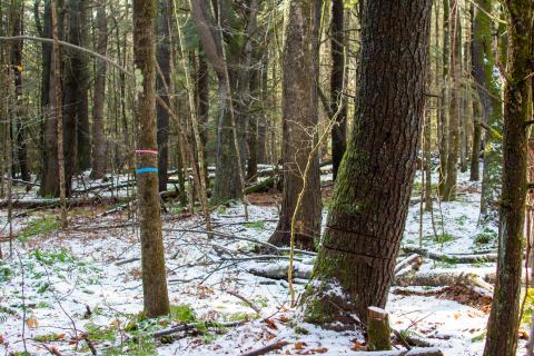 marked trees