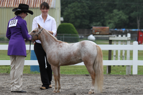 horse show