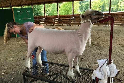 sheep trimming