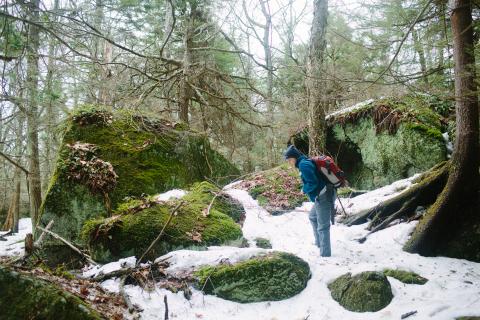 Wildlife tracking photo