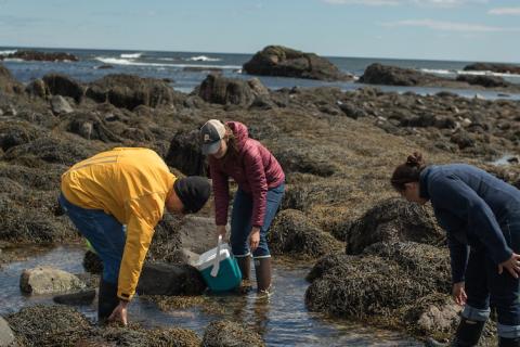 people exploring a tide pool