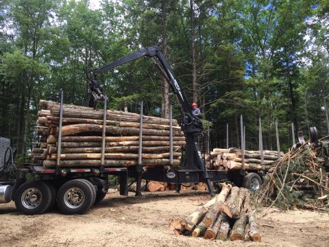Timber harvest equipment
