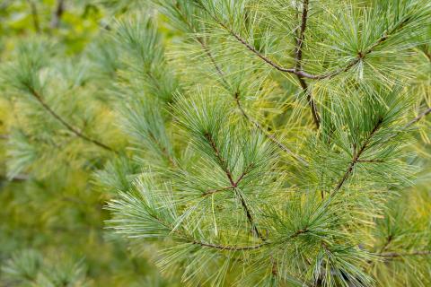 Eastern White Pine Fact Sheet - Signs of the Seasons: A New England  Phenology Program - University of Maine Cooperative Extension