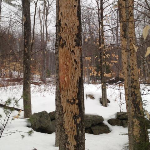 ash tree with blonding from emerald ash borer