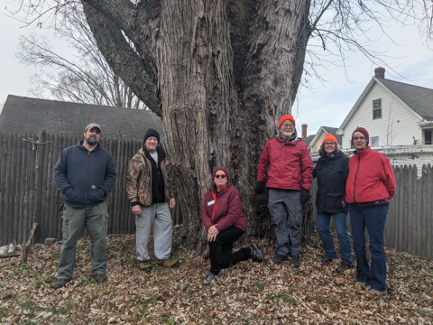 Group of Big Tree Measurers around large silver maple in Manchester