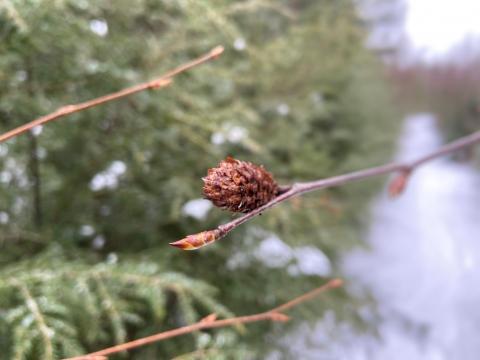 Black birch tree buds