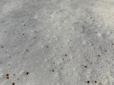 black birch seeds on snow