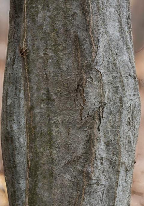musclewood bark