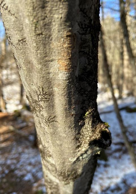 blue beech bark