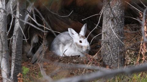 Rabbit in the woods