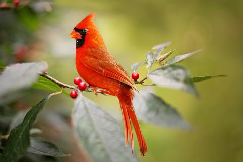 7 Ways To Adapt Your Garden For Nesting Birds Season