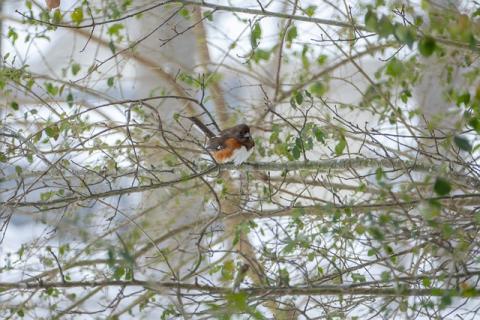 Eastern Towhee