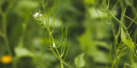 Garlic Mustard Seed