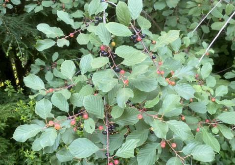 glossy buckthorn with berries