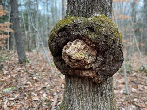 The Mystery of Tree Burls