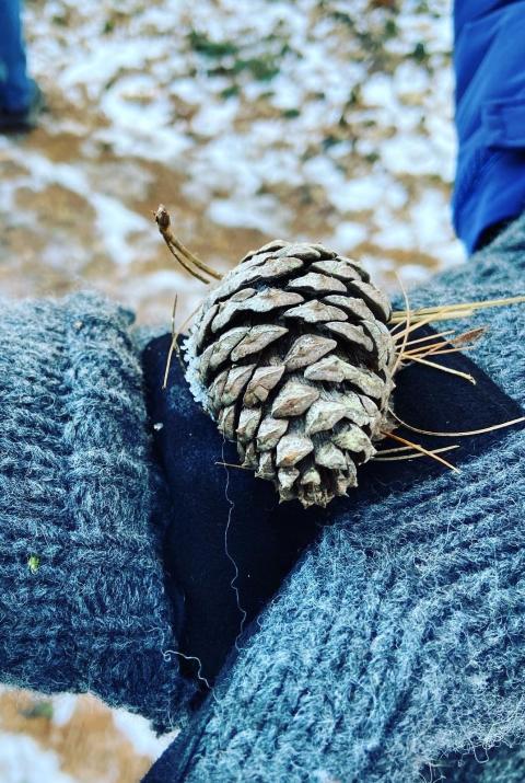 pitch pine cone