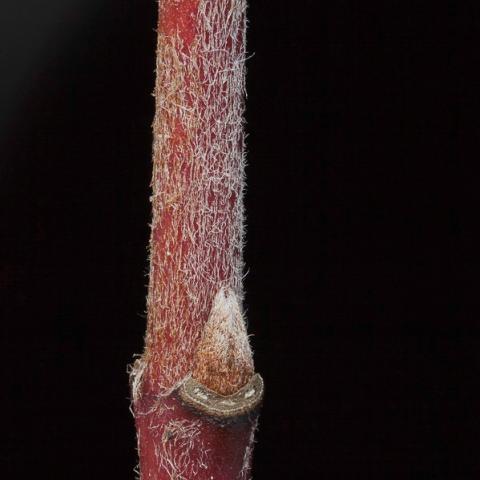 close up of silky dogwood hairs
