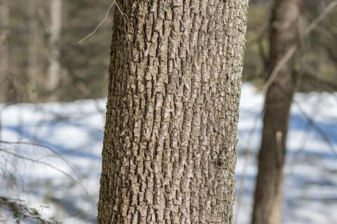 white ash tree bark