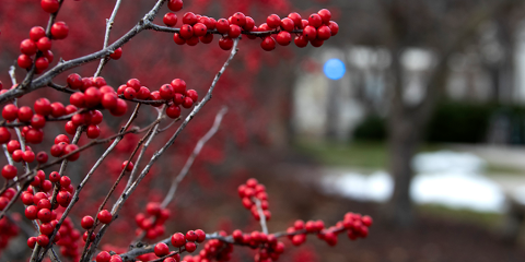 Winterberry