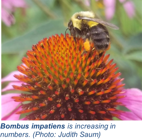 Bombus impatiens is increasing in numbers
