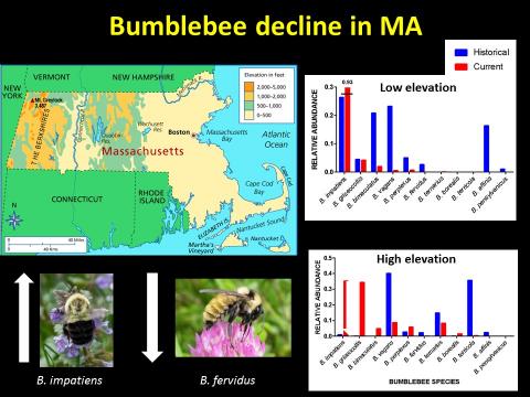 Bumble bee decline in Massachusetts