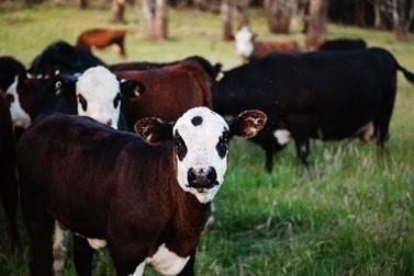 cows