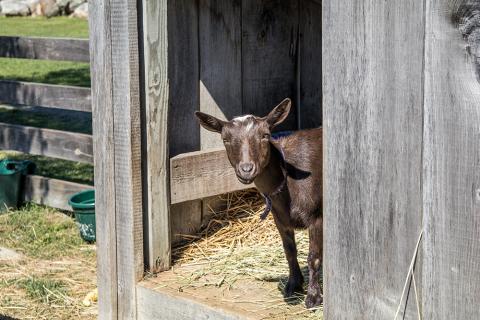 goat in barnyard