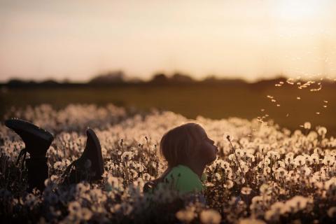 Girl in a sunset blowing on a dandelion blossom.