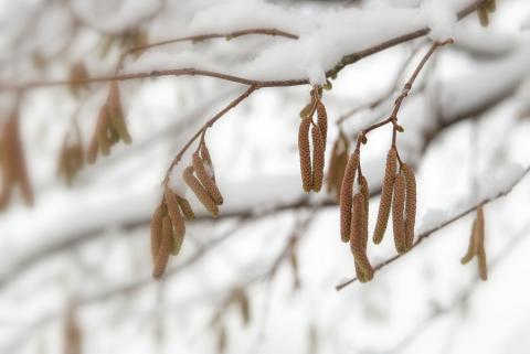 Picture of a blooming hazelnut branch in snow.