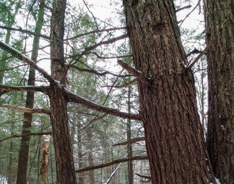 hemlock trees that are joined