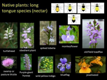 Long tongue bee species and plants