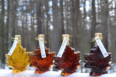 Bottles of maple syrup
