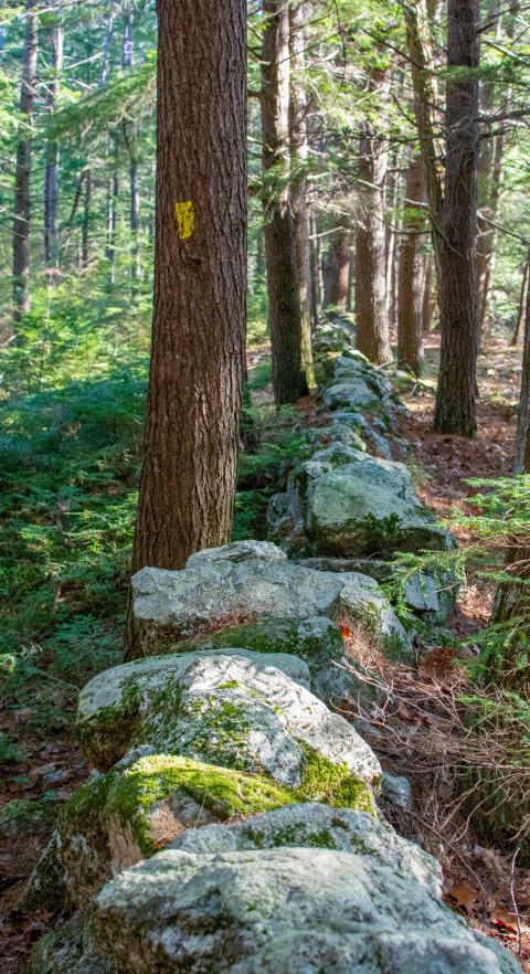 Rock wall in the woods