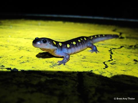 Salamander crossing the road