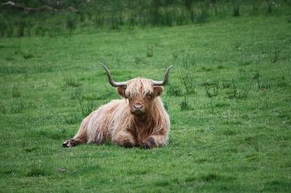 cow in field