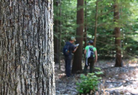 Walking in the Woods